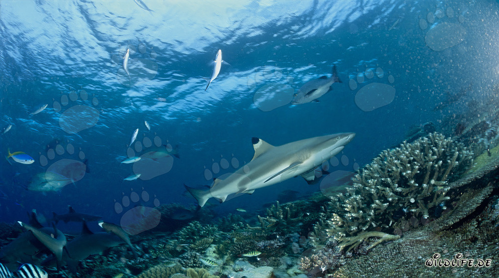 Fascinante tiburón de arrecife de puntas negras sobre arrecifes de coral coloridos