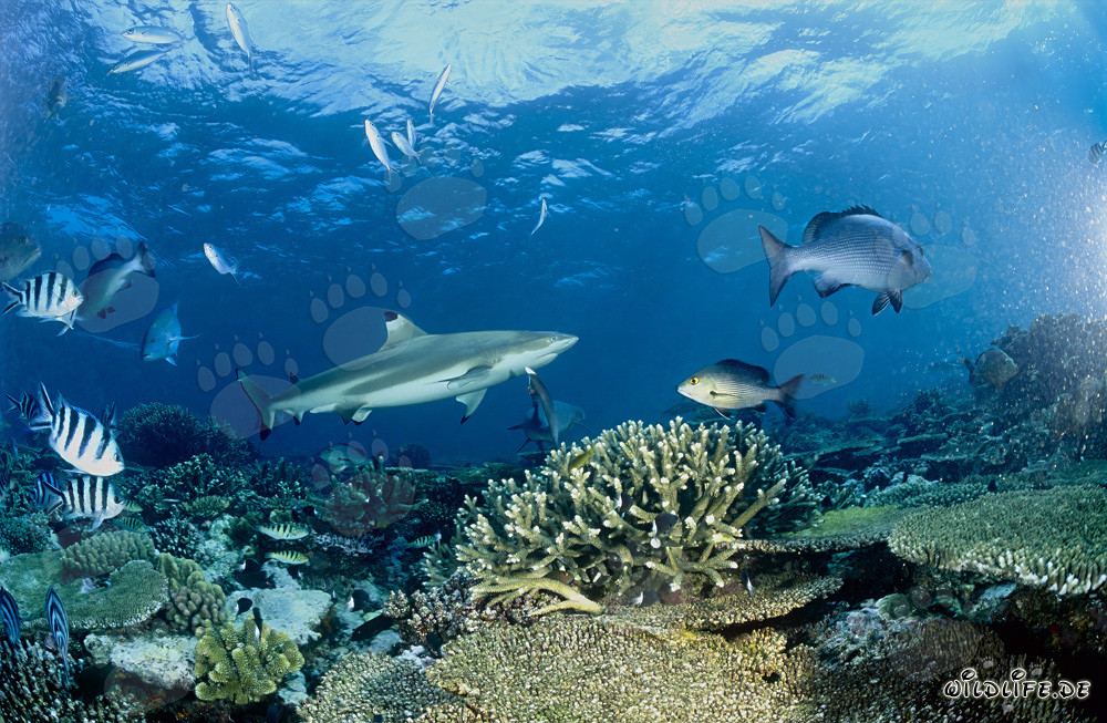 Fascinating Blacktip Reef Shark in the Clear Coral Reef
