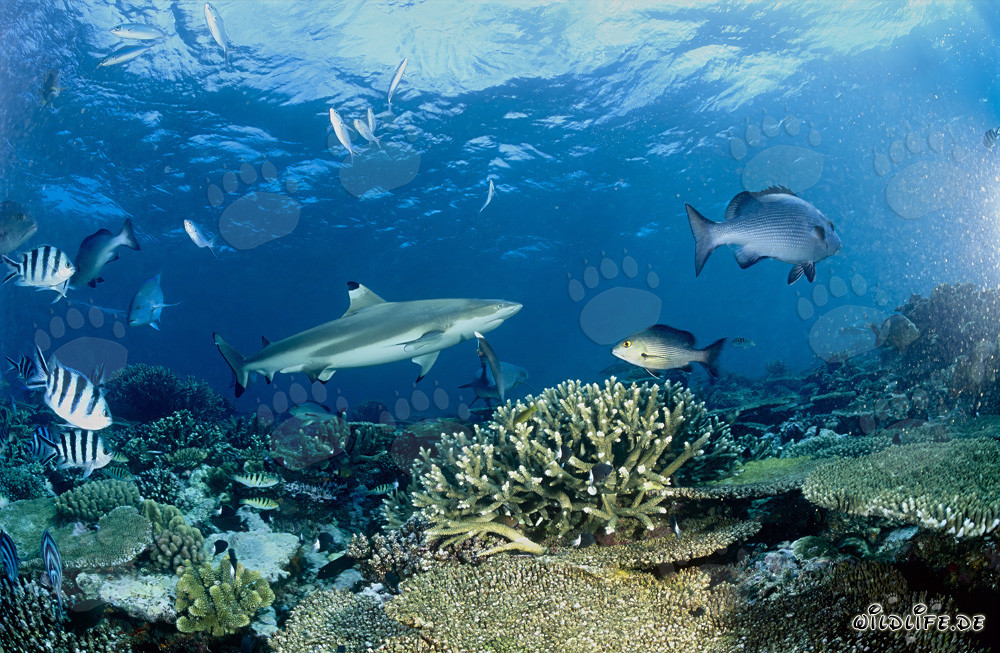 Requin à pointes noires fascinant dans le récif corallien clair