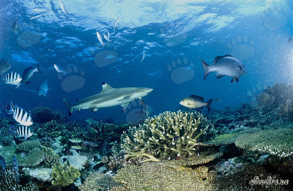 Fascinante tiburón de arrecife de puntas negras en el claro arrecife de coral