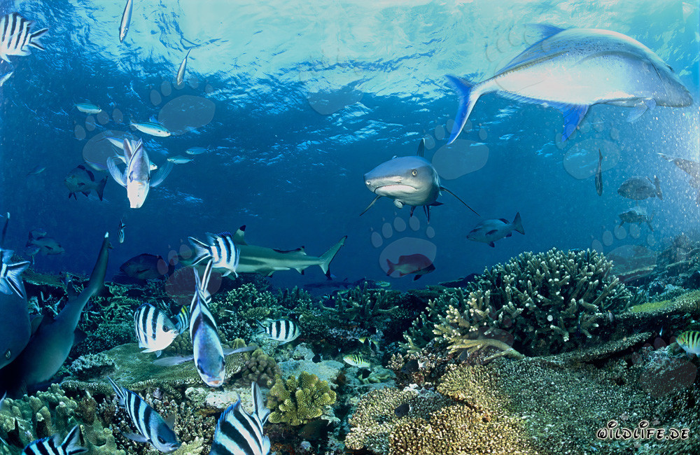 Requins à pointes blanches fascinants et requin à pointes noires dans les eaux de Fidji