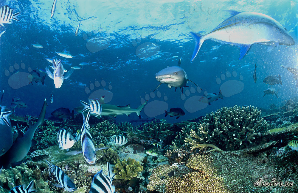 Fascinanti squali di barriera a punte bianche e squalo di barriera a punte nere nelle acque di Fiji