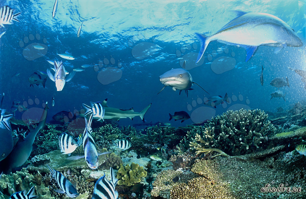 Fascinantes tiburones de arrecife de puntas blancas y tiburón de arrecife de puntas negras en las aguas de Fiji