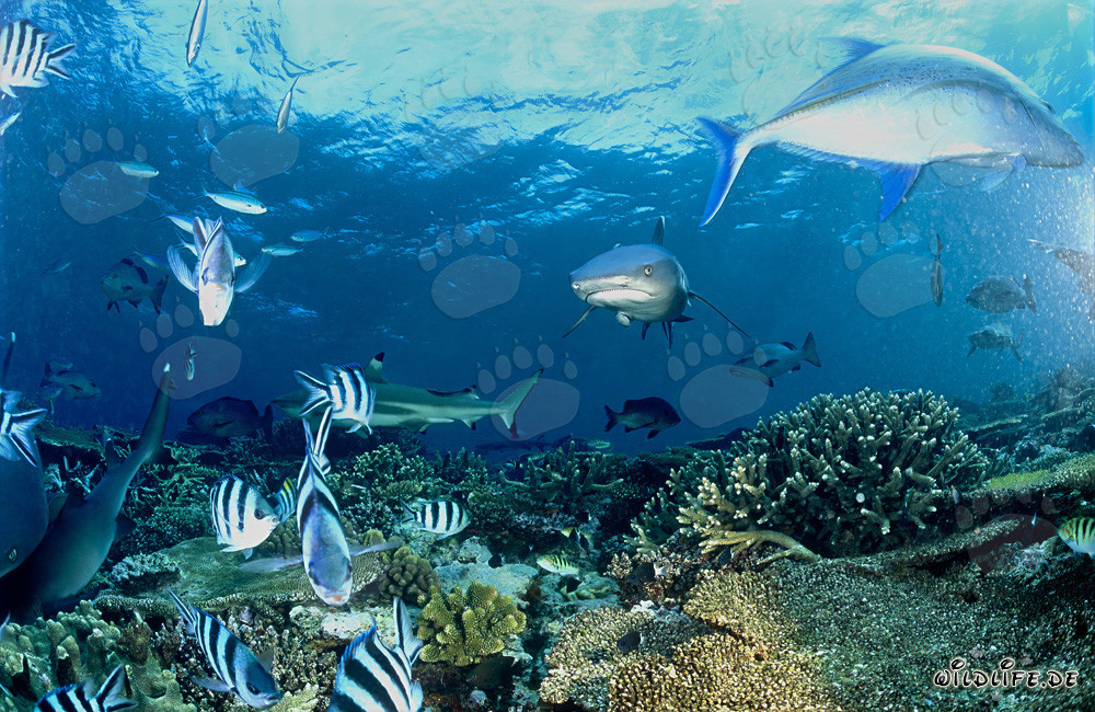 Fascinating Whitetip Reef Sharks and Blacktip Reef Shark in the Waters of Fiji