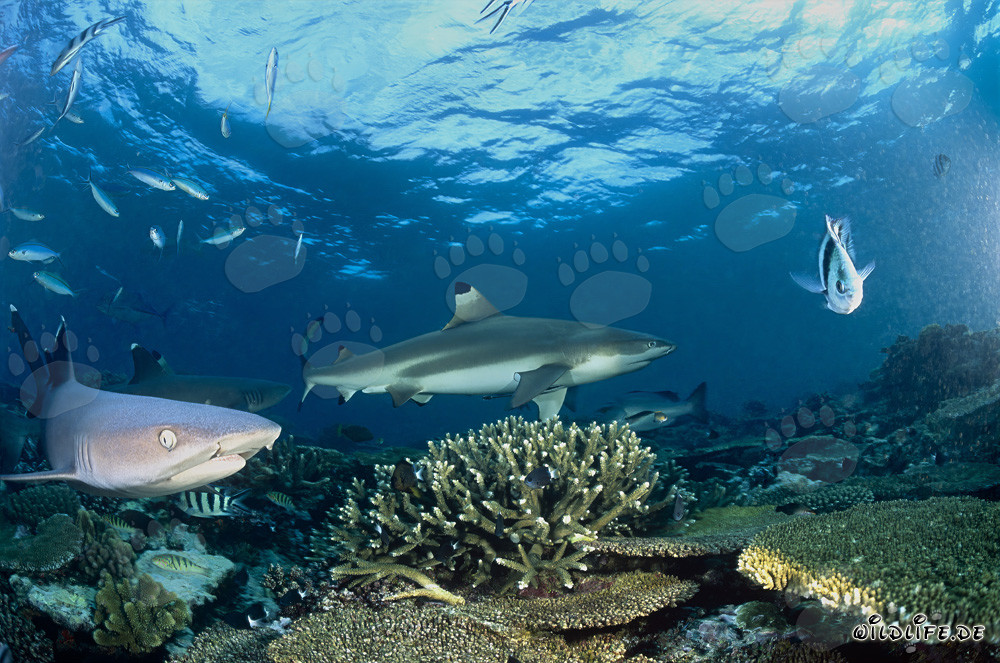 Fascinating Underwater World: Blacktip Reef Shark, Whitetip Reef Sharks, and Reef Fish