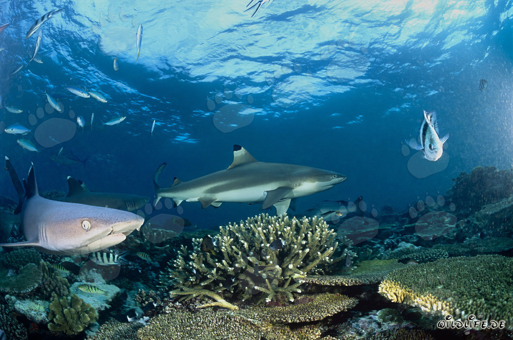 Monde sous-marin fascinant : requin à pointes noires, requins à pointes blanches et poissons de récif