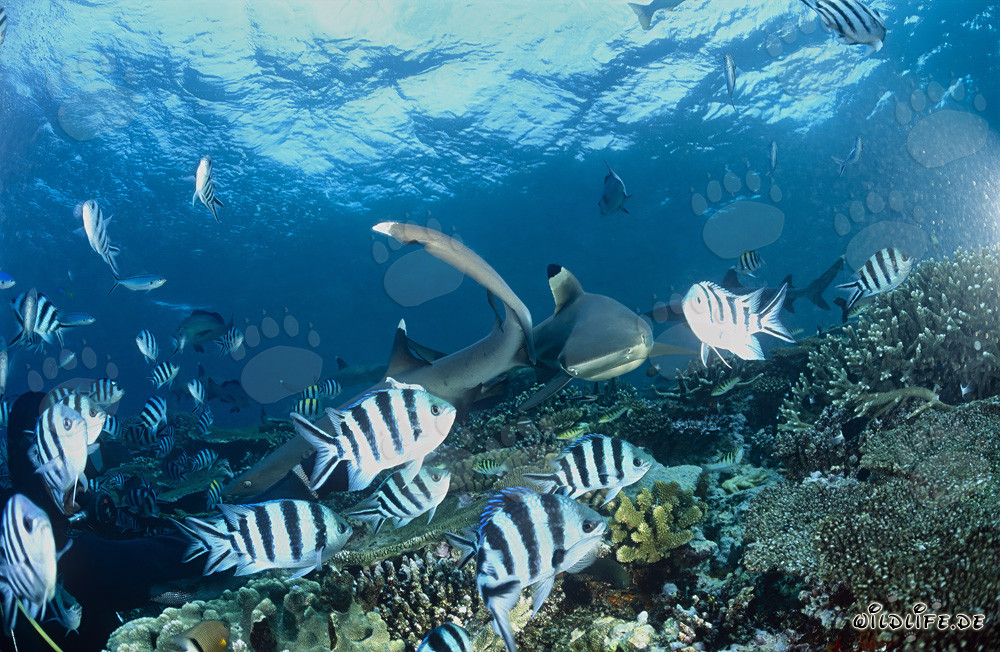 Fascinating Blacktip Reef Sharks and their Elegant Whitetip Relatives