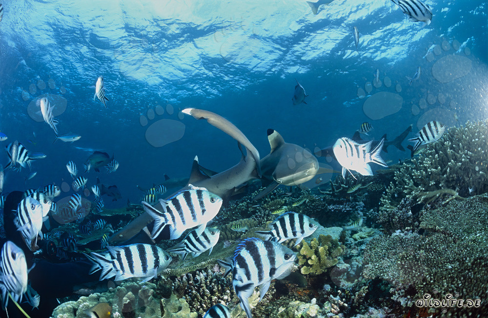 Fascinantes tiburones de arrecife de puntas negras y sus elegantes parientes de puntas blancas