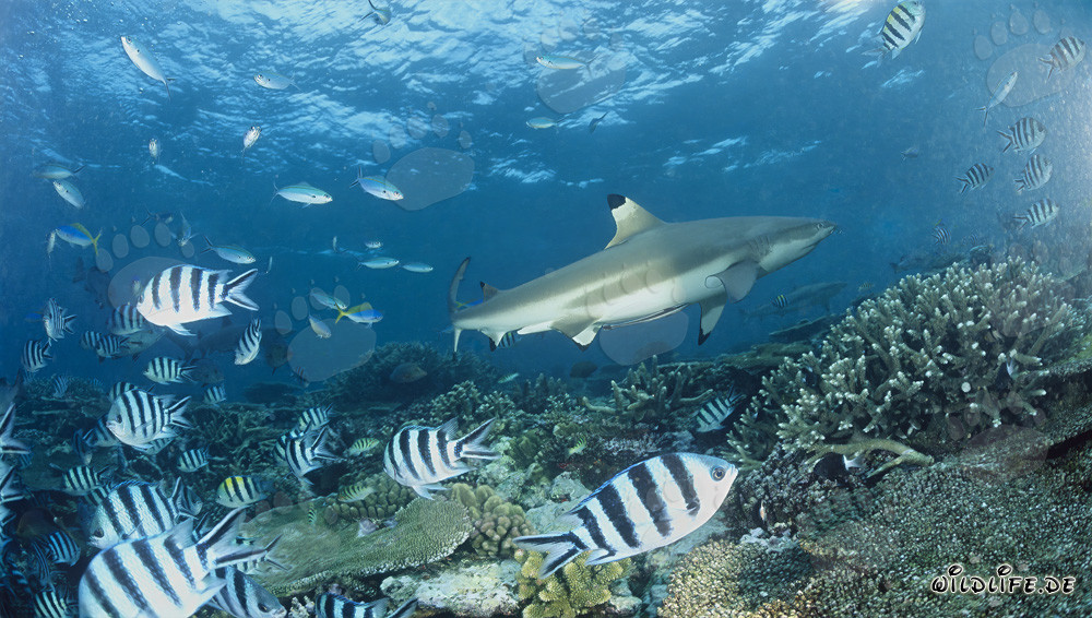 Fascinating Blacktip Reef Shark with Sergeants in Fiji