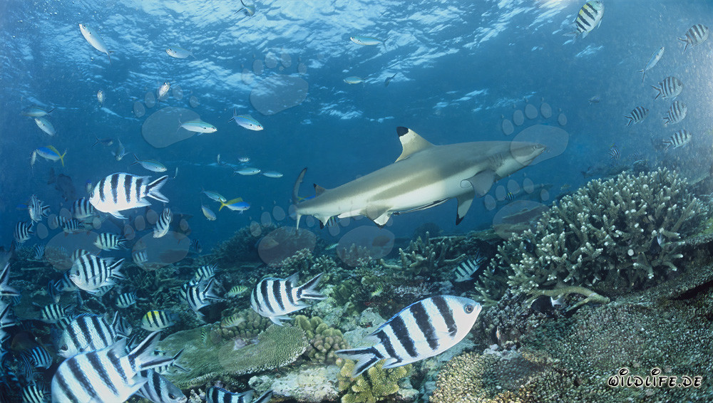 Requin à pointes noires fascinant avec sergents aux Fidji
