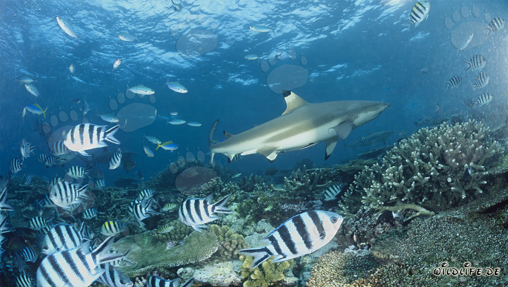 Affascinante squalo pinna nera con sottufficiali alle Figi
