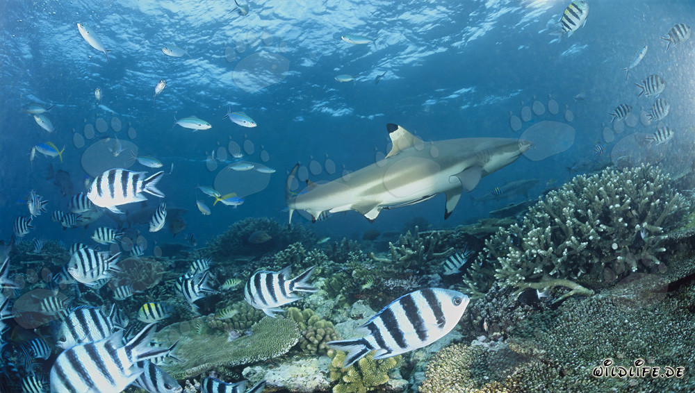 Fascinante tiburón de puntas negras con sargentos en Fiji