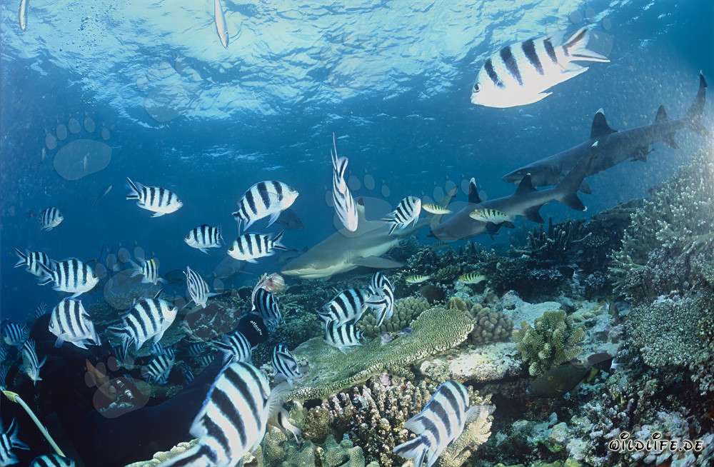 Fascinating underwater world with blacktip reef sharks, whitetip reef sharks and diver