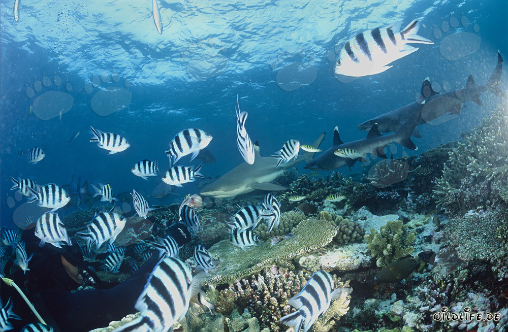 Monde sous-marin fascinant avec requins pointe noire et pointe blanche ainsi que plongeur