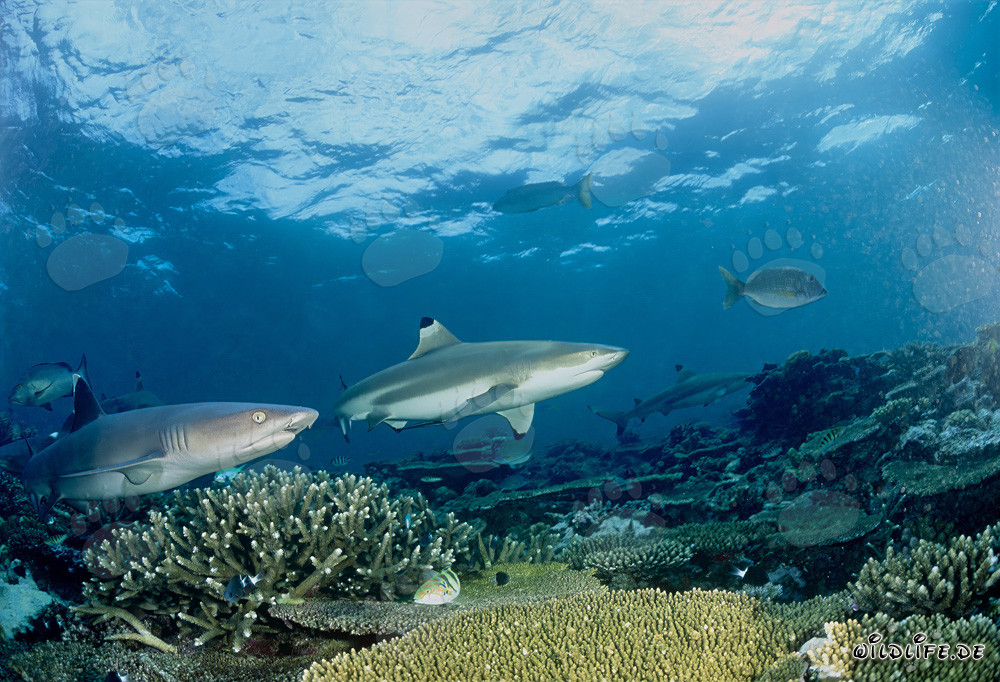 Blacktip reef shark and Whitetip reef shark in the crystal clear waters of Beqa Lagoon, Fiji