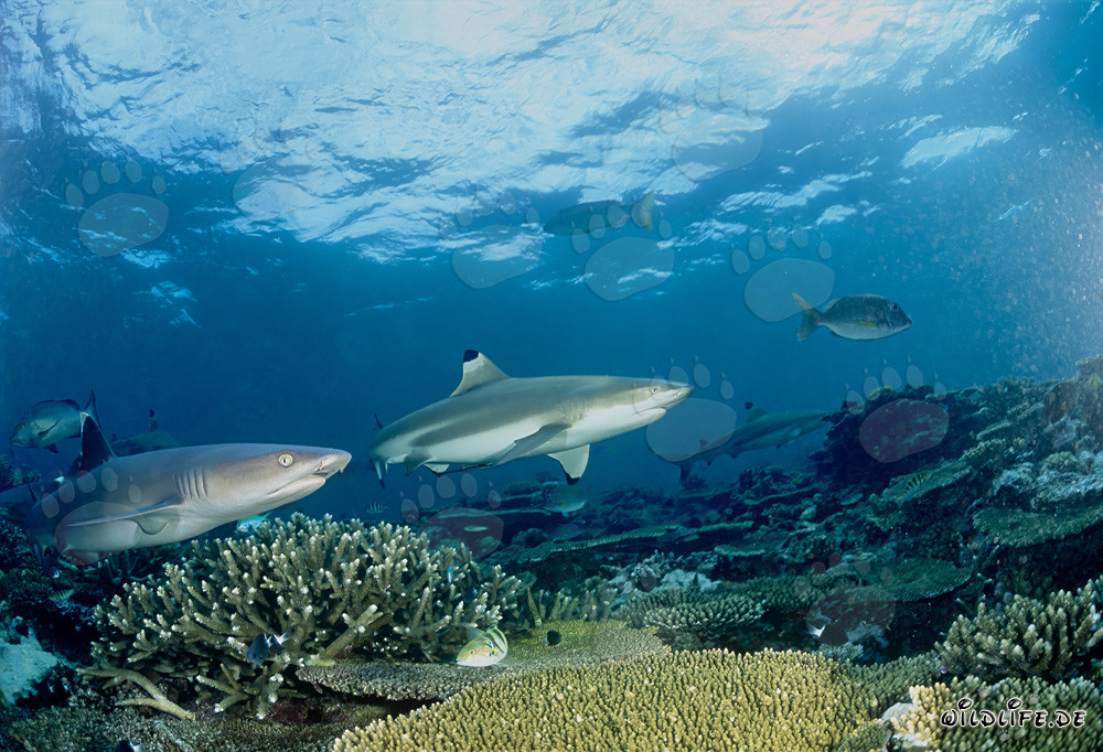 Requin à pointes noires et requin à pointes blanches dans les eaux cristallines du lagon de Beqa, Fidji