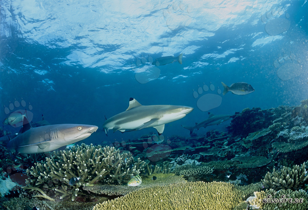 Schwarzspitzen-Riffhai und Weißspitzen-Riffhai im kristallklaren Wasser von Beqa Lagoon, Fiji