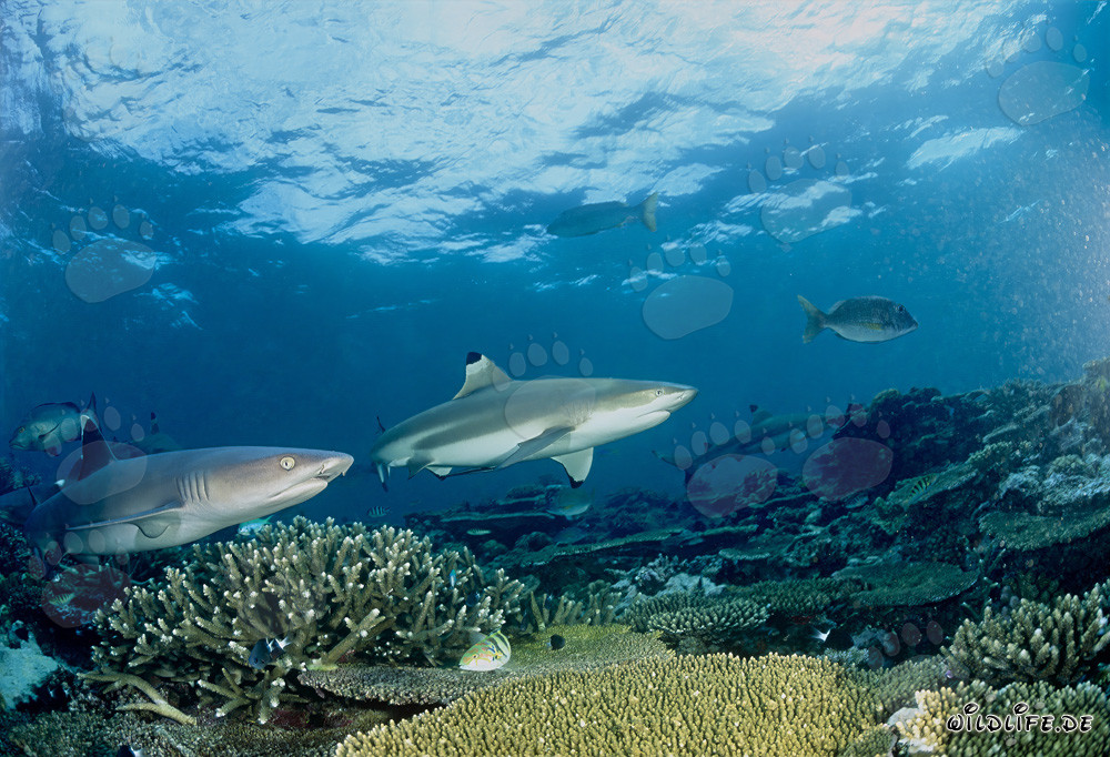 Tiburón de punta negra y tiburón de punta blanca en las aguas cristalinas de Beqa Lagoon, Fiji