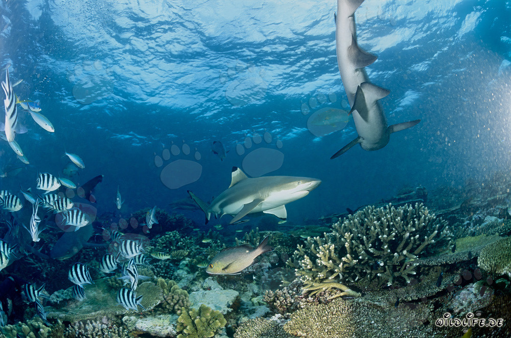 Blacktip Reef Shark in the crystal-clear waters of Beqa Lagoon, Fiji