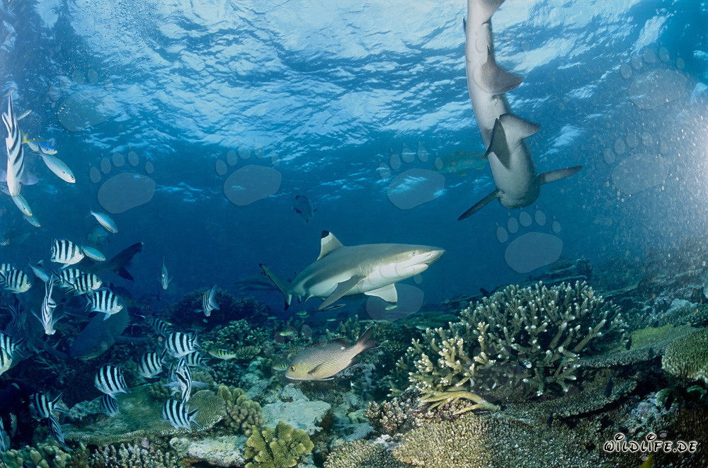 Requin à pointes noires dans les eaux cristallines de Beqa Lagoon, Fidji