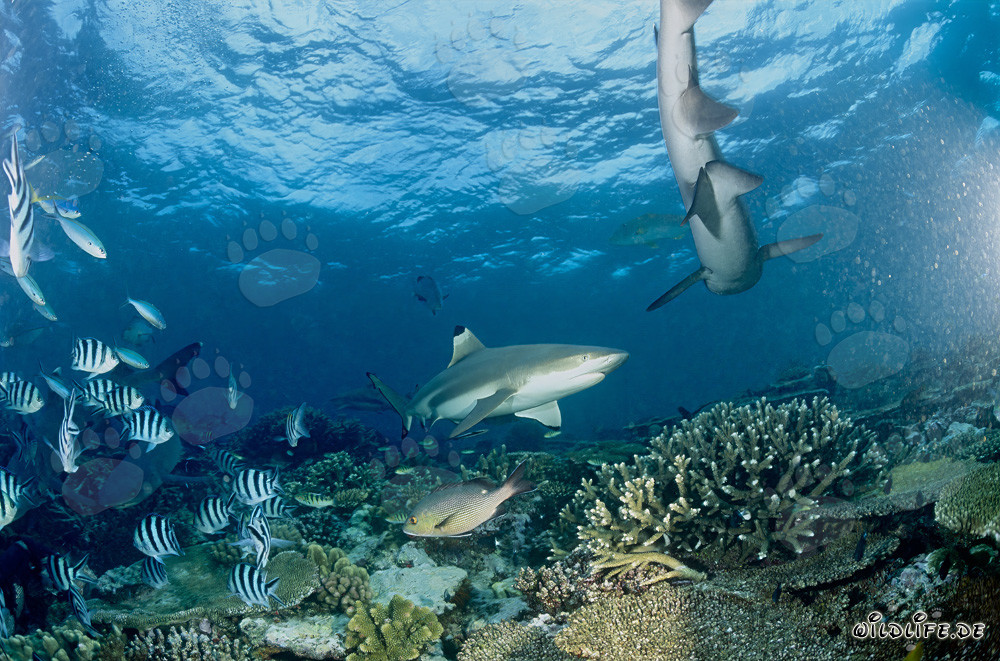 Schwarzspitzen-Riffhai im kristallklaren Wasser von Beqa Lagoon, Fiji