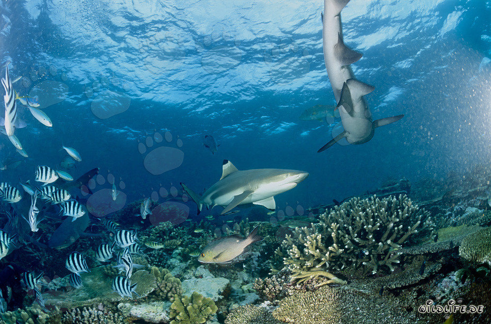Squalo pinna nera nelle cristalline acque di Beqa Lagoon, Figi