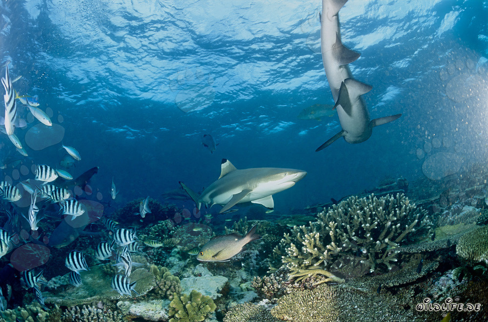 Tiburón de arrecife de punta negra en las cristalinas aguas de Beqa Lagoon, Fiji