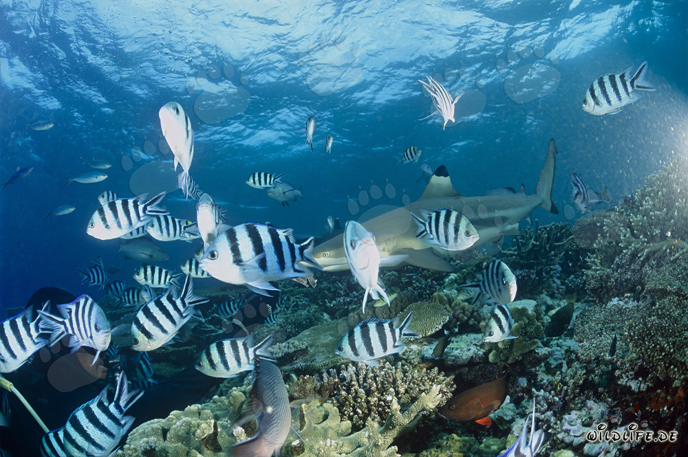 Fascinating Blacktip Reef Shark with Scissortail Sergeants