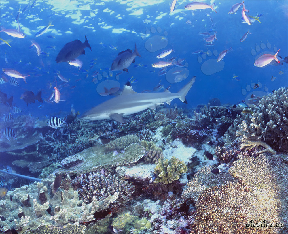 Fascinating Blacktip Reef Shark and Colorful Coral Fish