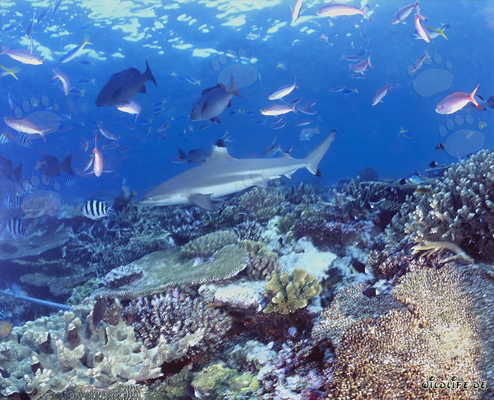 Requin à pointes noires fascinant et poissons coralliens colorés