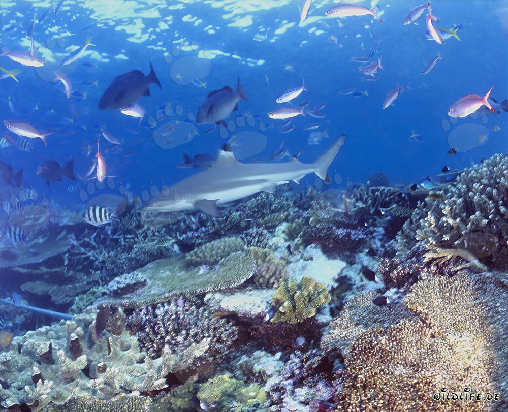 Fascinante tiburón de arrecife de puntas negras y coloridos peces de coral