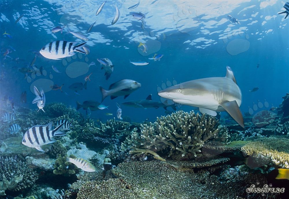 Blacktip reef shark gracefully swimming over colorful coral reefs