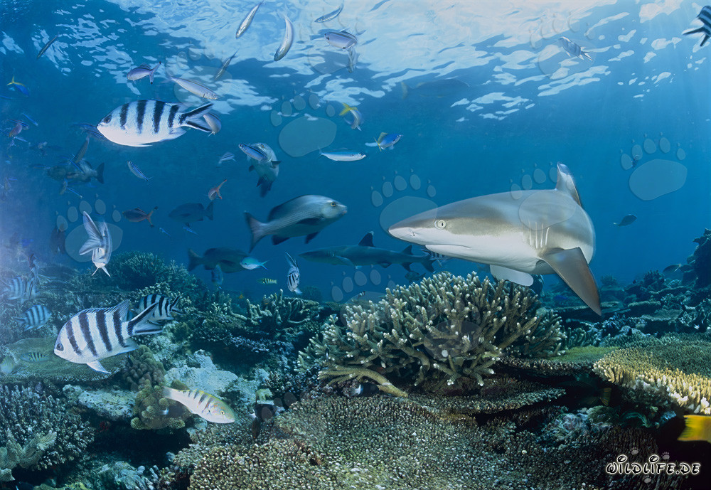 Requin à pointes noires nage majestueusement au-dessus de récifs coralliens colorés