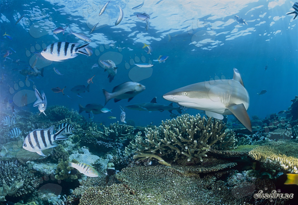 Schwarzspitzen-Riffhai schwimmt majestätisch über bunte Korallenriffe