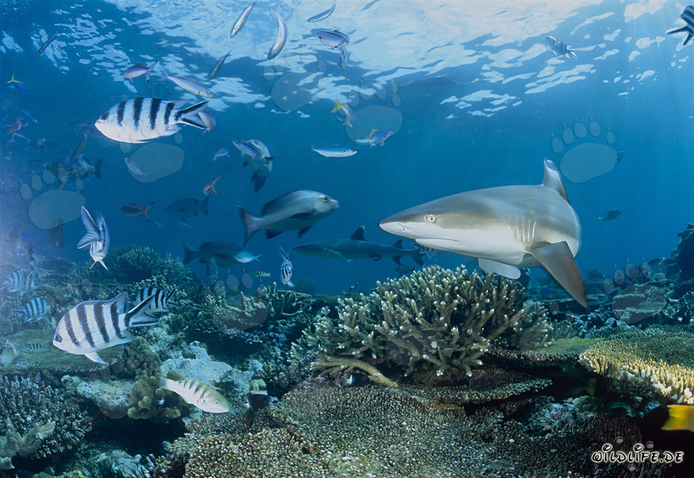 Squalo a pinne nere nuota maestosamente sopra i colorati barriere coralline