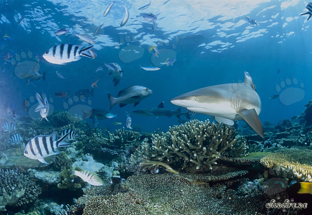 Tiburón de arrecife de puntas negras nada majestuosamente sobre arrecifes de coral coloridos