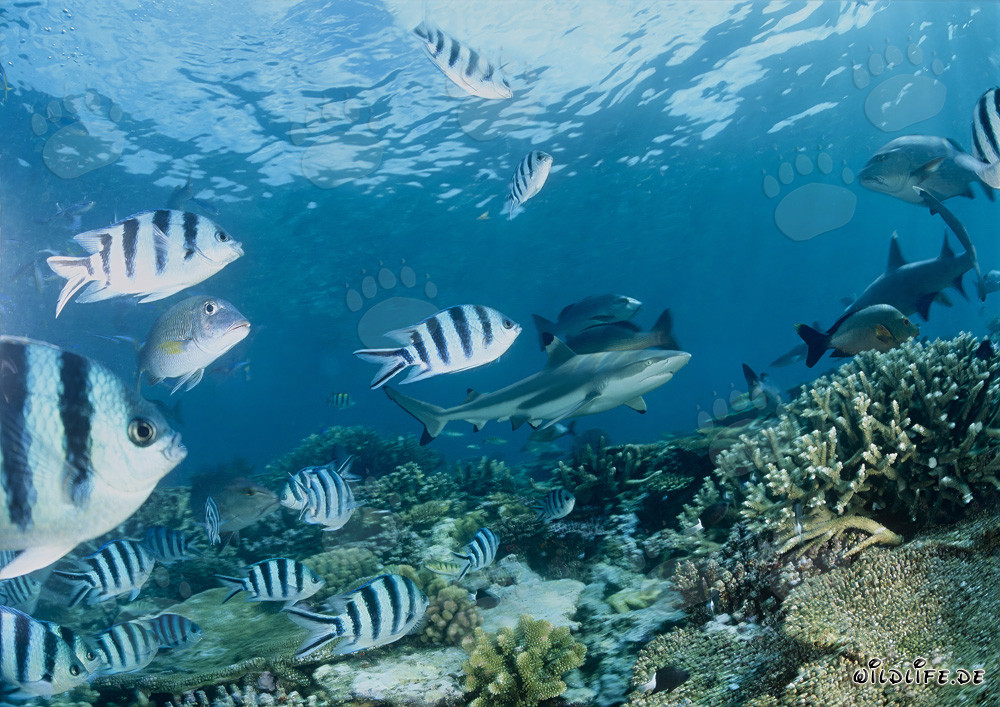 Blacktip reef shark gracefully swims over colorful coral reefs