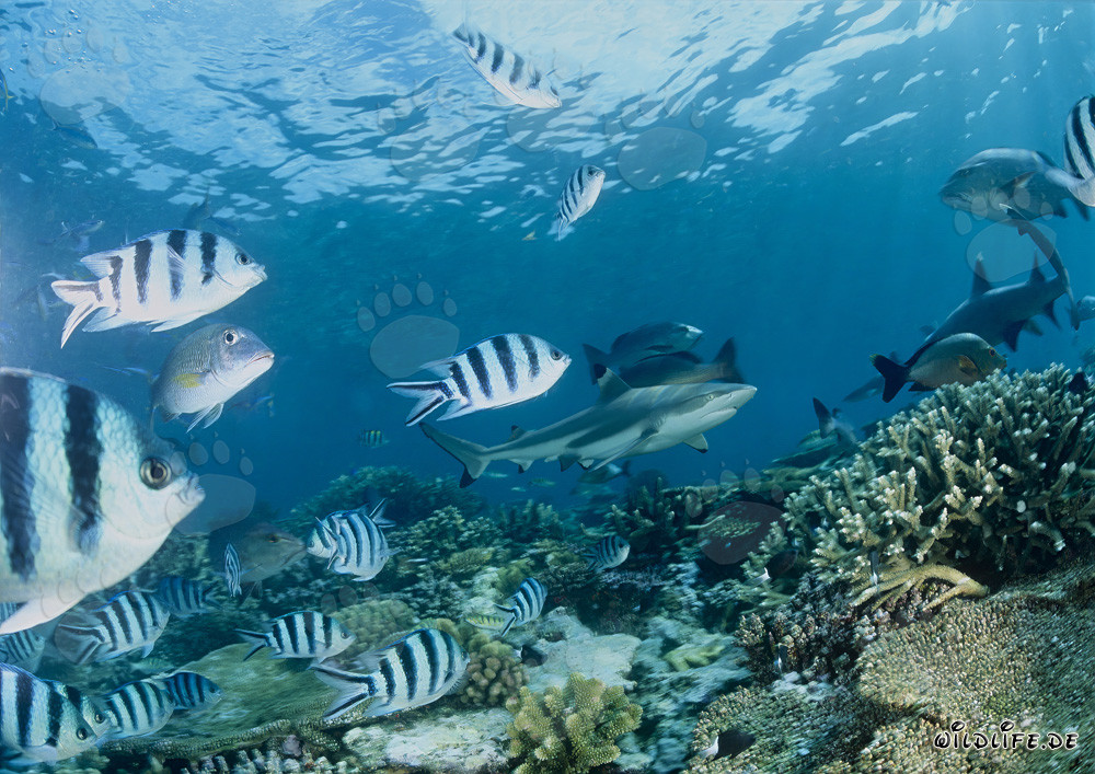 Schwarzspitzen-Riffhai schwimmt elegant über bunte Korallenriffe