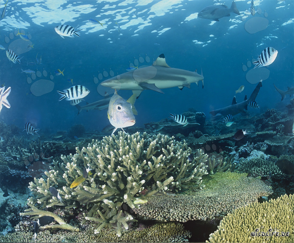 Blacktip Reef Shark in Beqa Lagoon, Fiji
