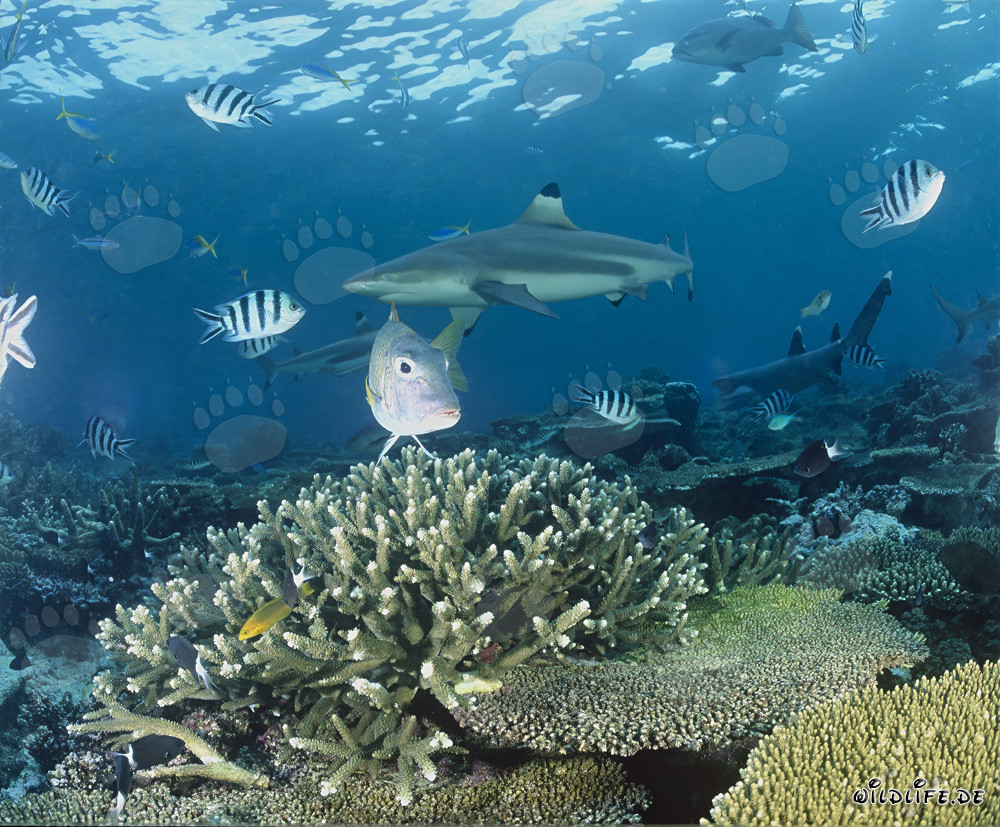 Requin à pointes noires dans le lagon de Beqa, Fidji