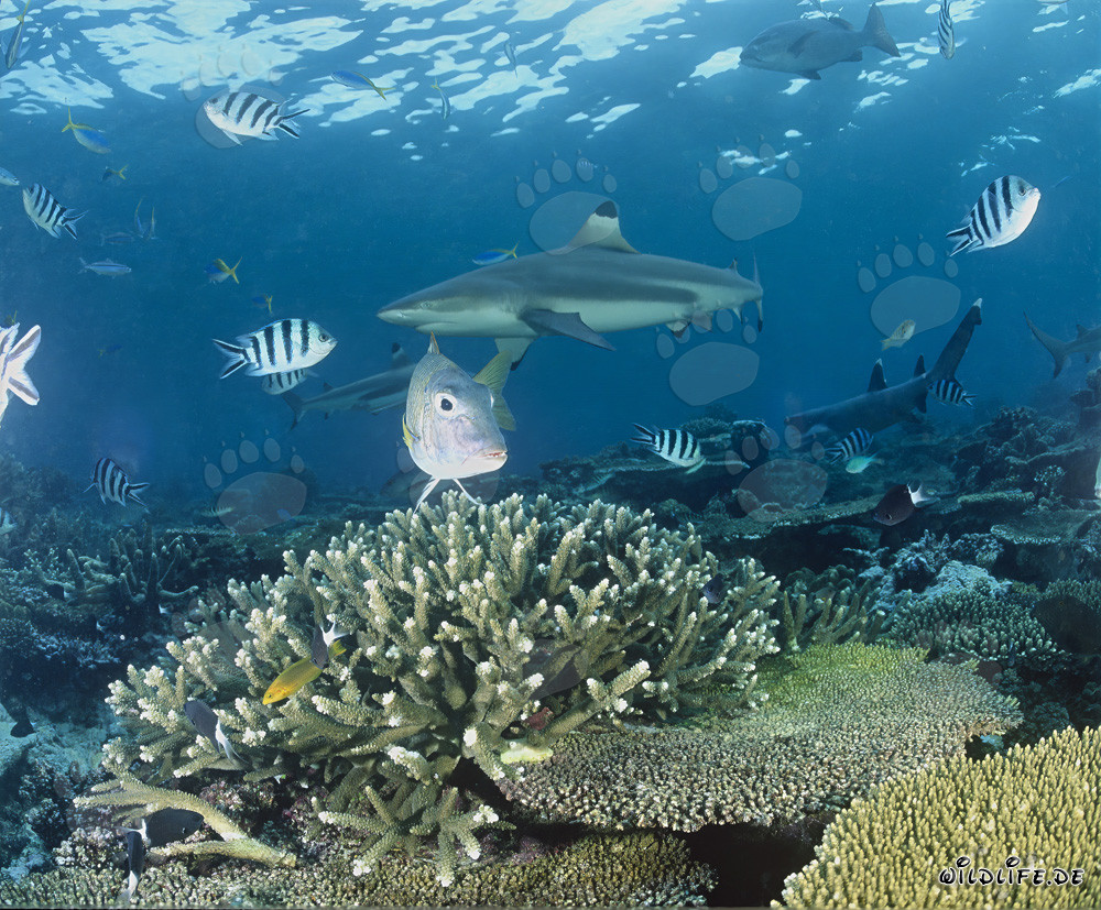 Schwarzspitzen-Riffhai im Beqa Lagoon, Fiji