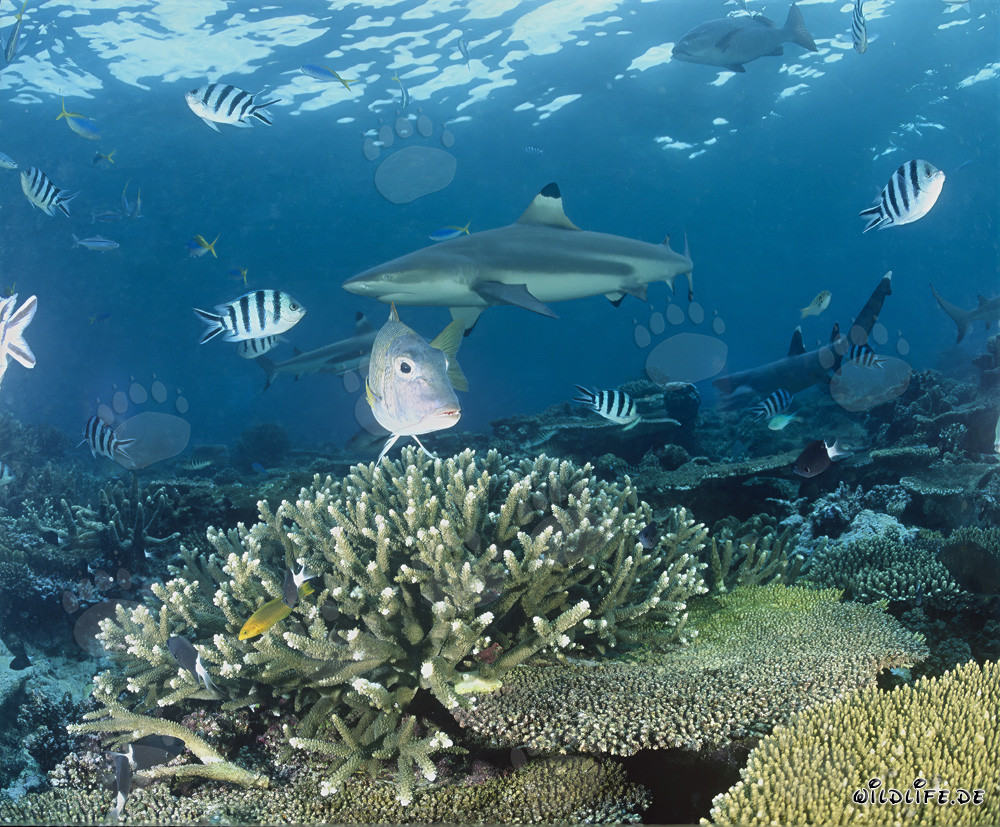 Squalo a punta nera nella laguna di Beqa, Figi