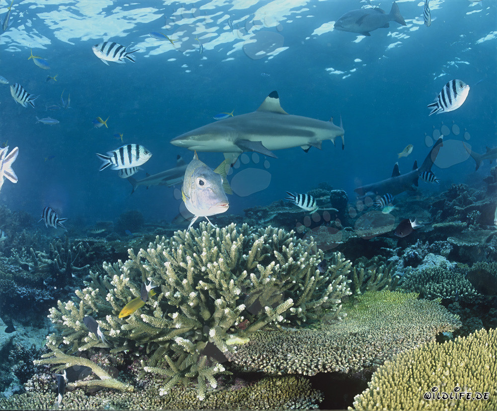 Tiburón de arrecife de puntas negras en el lago Beqa, Fiji