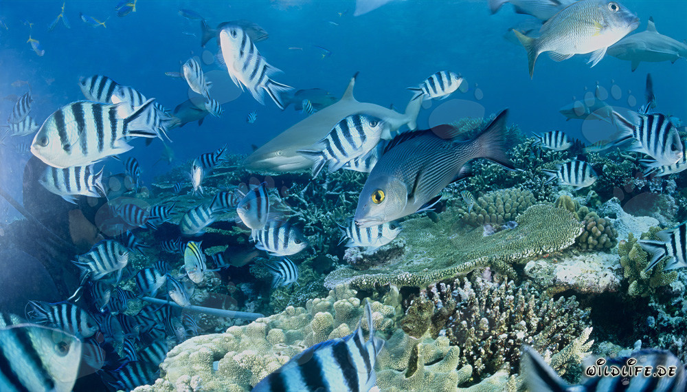 Blacktip Reef Shark and Diver in Beqa Lagoon, Fiji