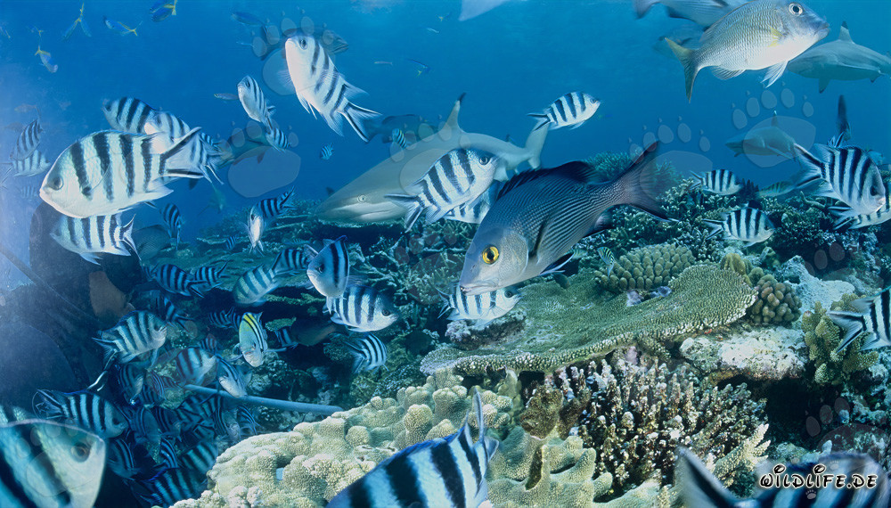 Schwarzspitzen-Riffhai und Taucher in der Beqa Lagoon, Fiji