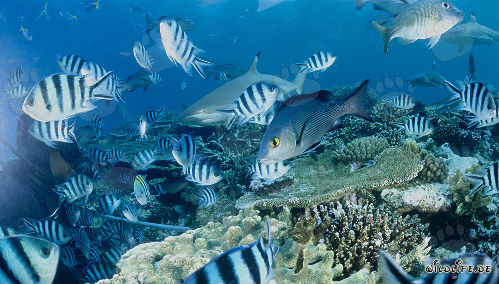Tiburón de arrecife de puntas negras y buceadores en el lago Beqa, Fiyi