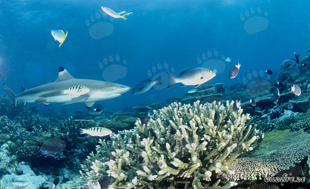 Fascinating Blacktip Reef Shark at the Coral Reef