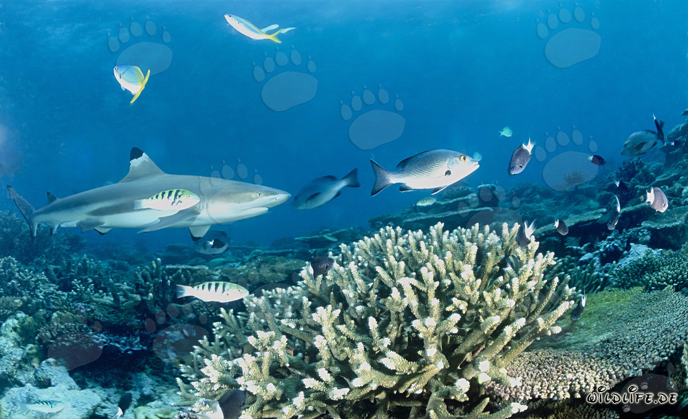 Requin à pointes noires fascinant sur le récif de corail