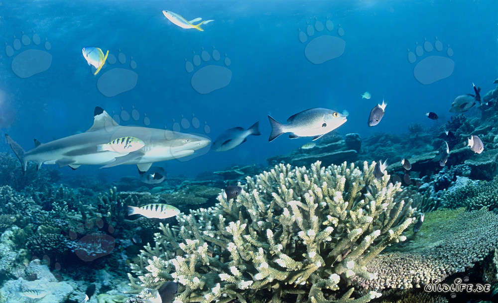 Affascinante squalo pinna nera sulla barriera corallina