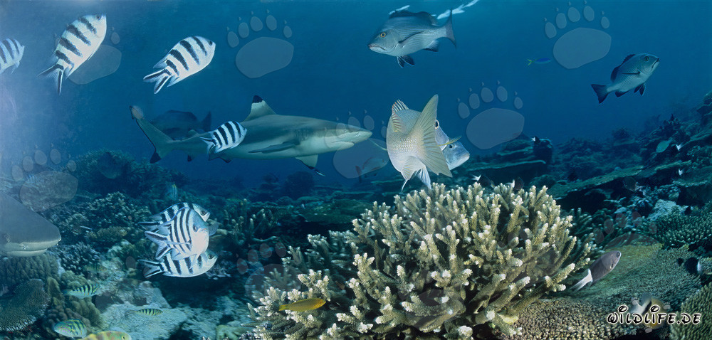 Blacktip Reef Shark with Reef Fish